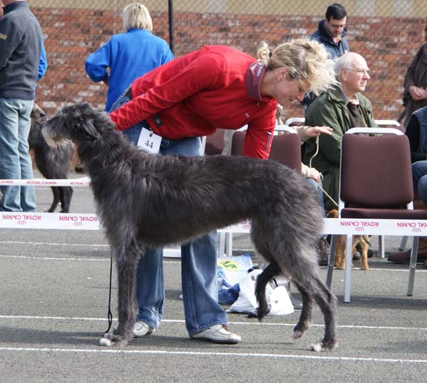 Beardswood Niamh at Calbraidh